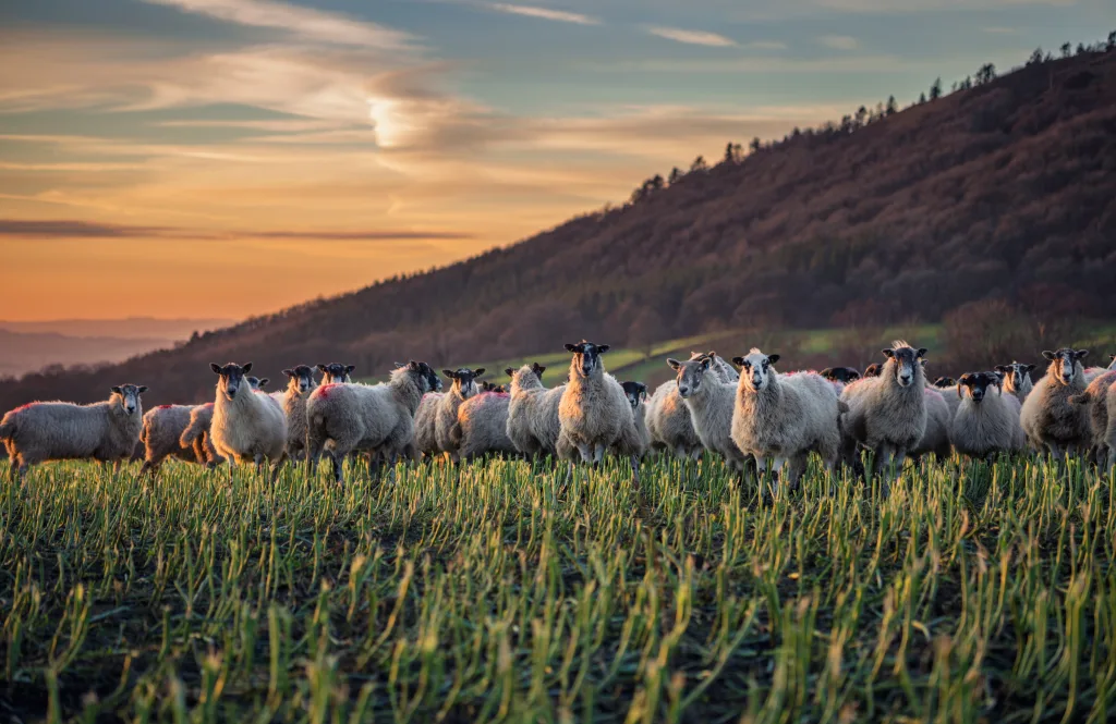 A herd of sheep stand in a field, looking at the camera. The sun has started to set, and the sky is ablaze with orange and red. The sheep are all different colors, including white, brown, and black. They are all facing the camera, and their eyes are wide open. The overall scene is peaceful and serene.