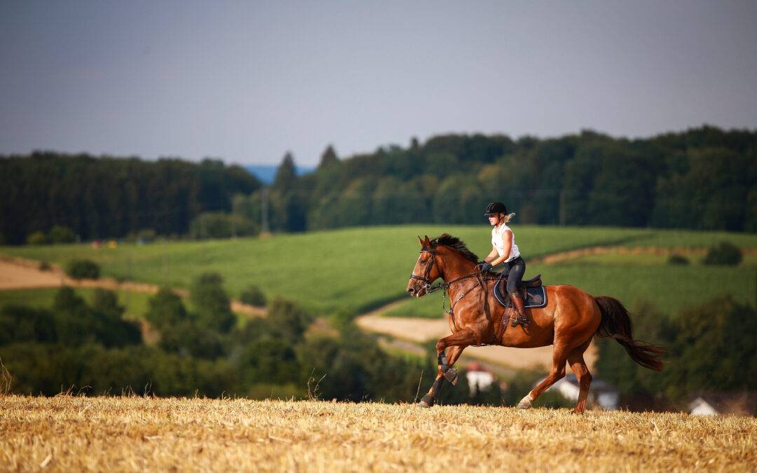 Navigating the Purchase of a Unique Equestrian Property for an Expat Client